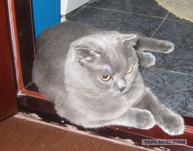 Котовторник 04.03.2014