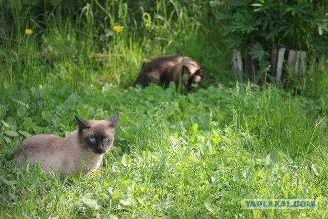 Одесские коты