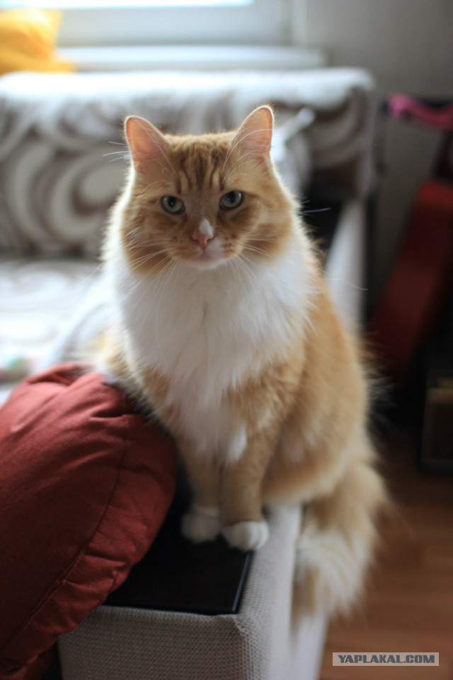 Котовторник 02.09.2014