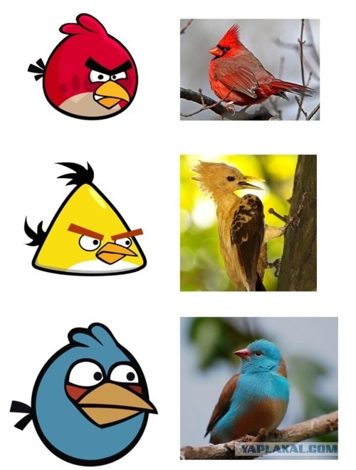 Angry Birds вживую (2 картинки)