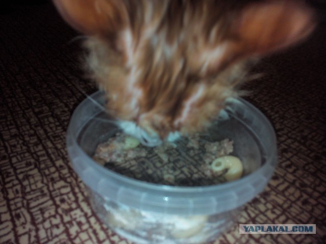 Котовторник