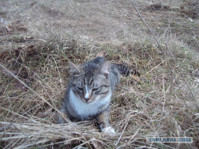 Жизнь домашнего приюта для котеек 51