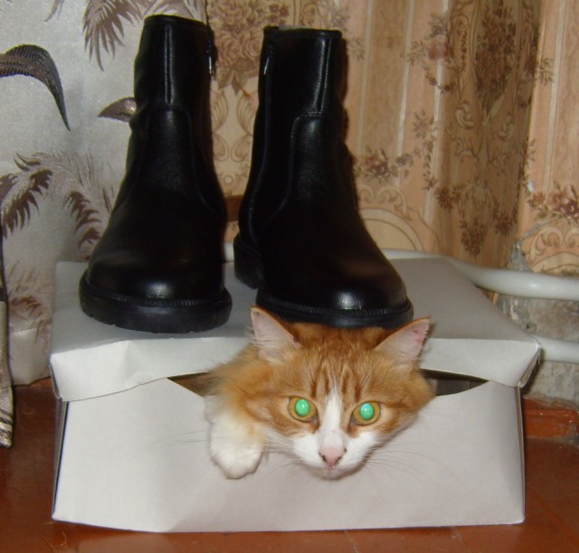 Котовторник 31.03.2015