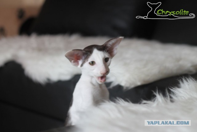 Котовторник