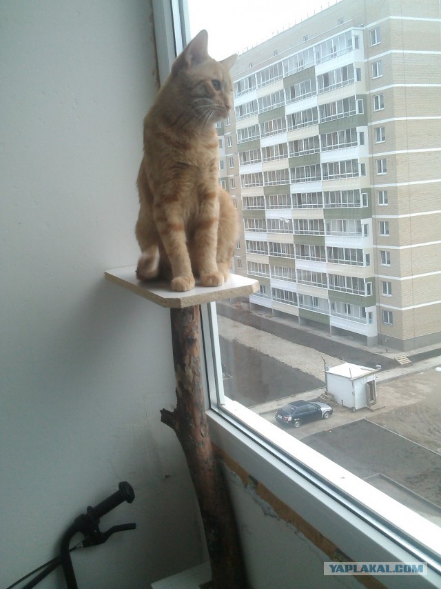 Котовторник 16.06.2015., Котовторник наступил!