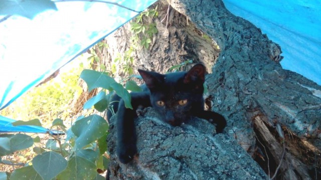 Котовторник 15-09-2015 !