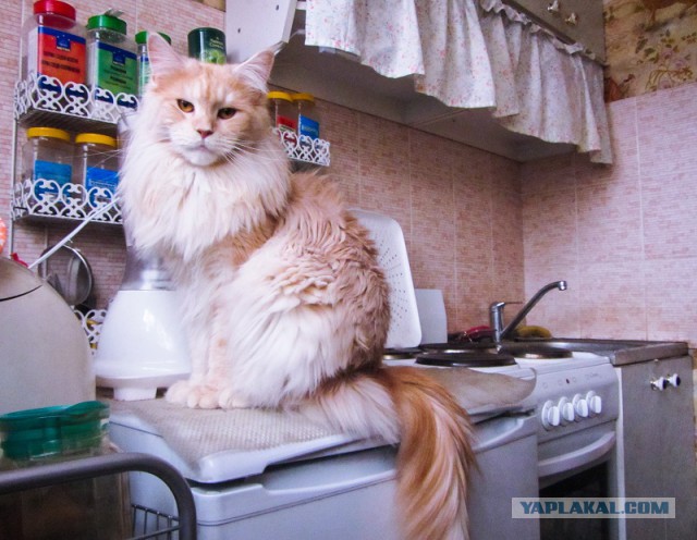 Котовторник 17.11.2015