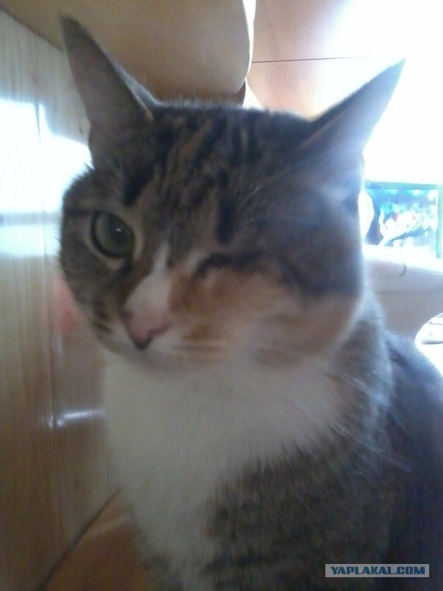 История Одноглазого Джека