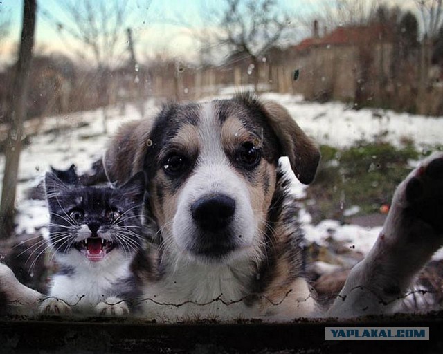 Картинки на рабочий стол