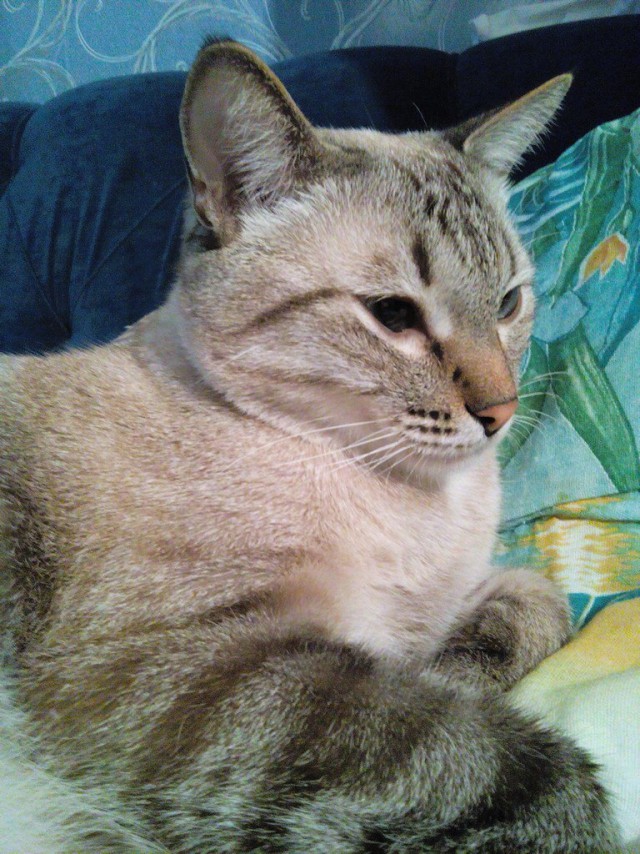 Котовторник