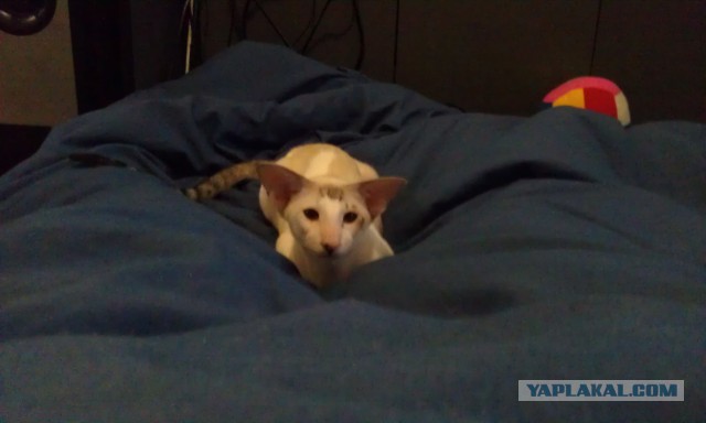 Котовторник 15.03