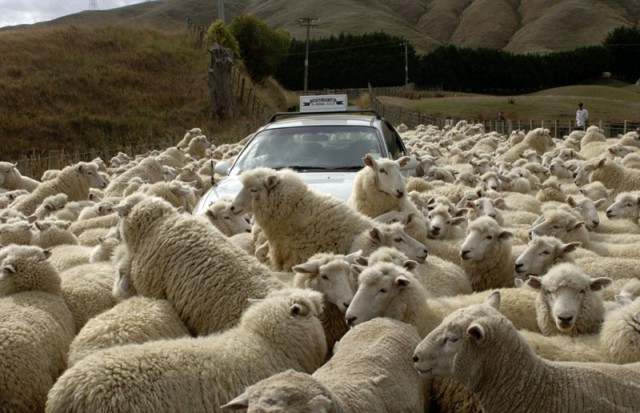 Как выглядят «голуби» в разных странах мира