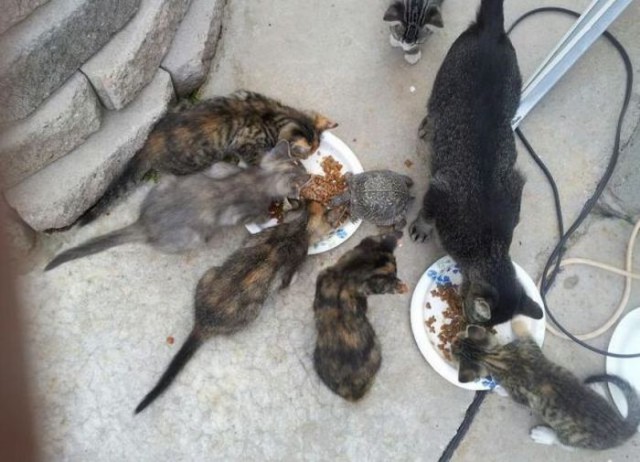 Демы к котовторнику!