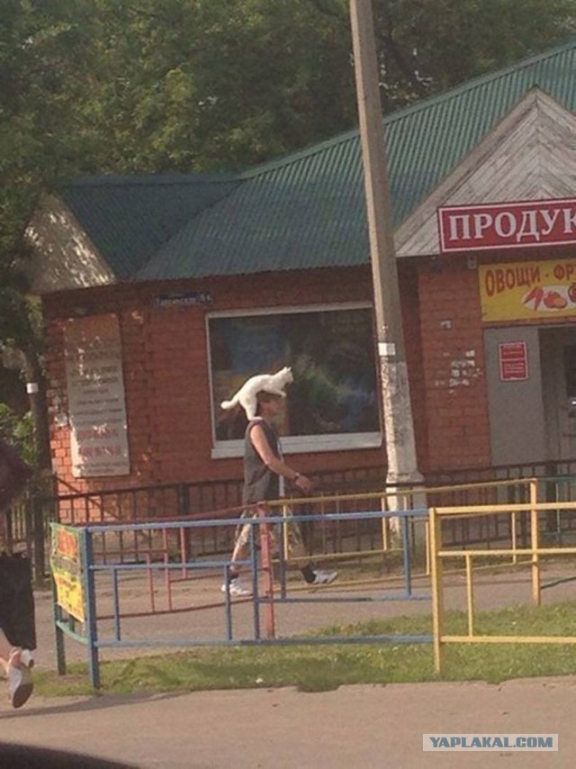 Порция картинок из сети