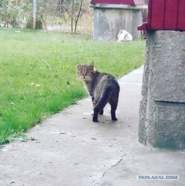 Котовторник 25.10. 2016