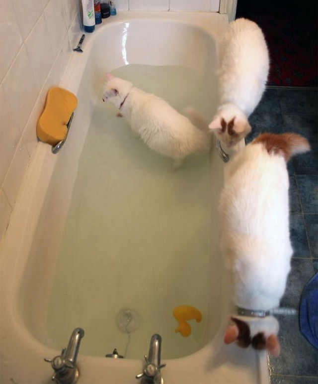 Коты из сети