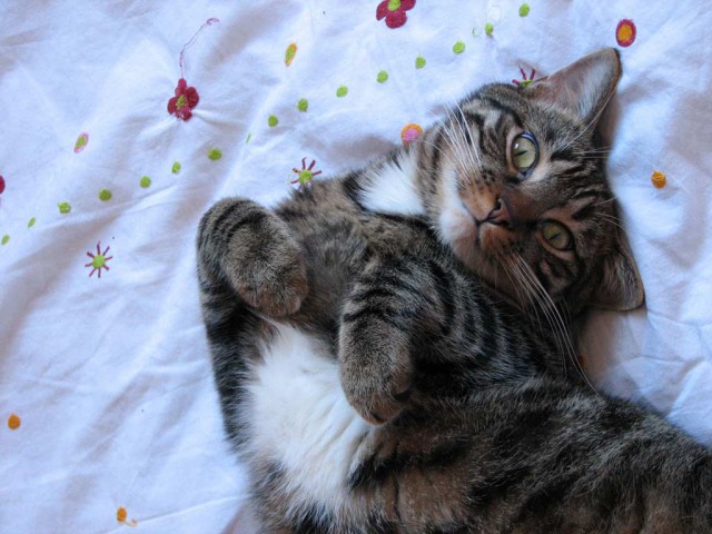 Коты из сети
