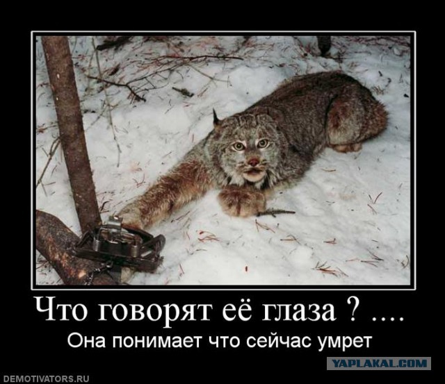 Жители села в Дагестане отомстили волку, убивавшему сторожевых собак
