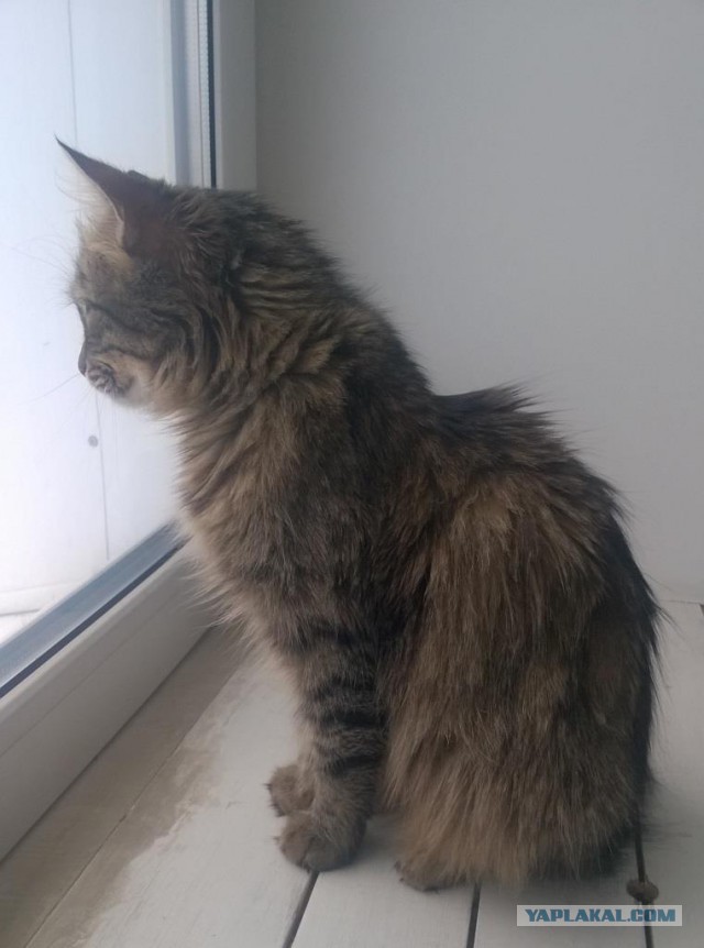 Котовторник 28.02.2017