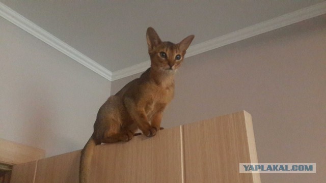В Москву съехались коты