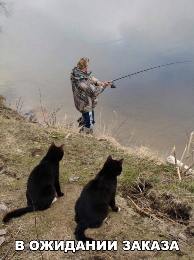 Коты и Кошки