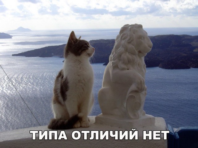 Коты и Кошки