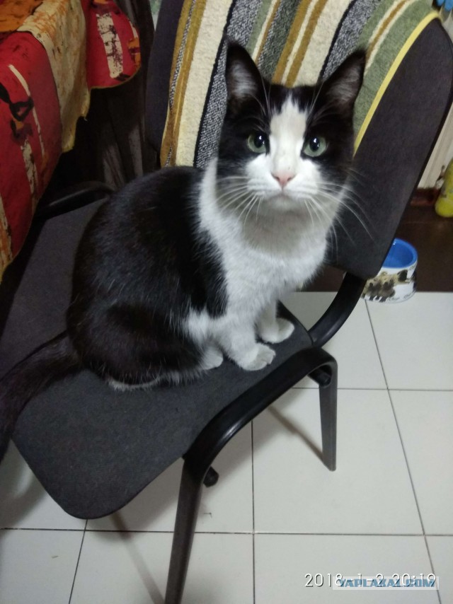 Котовторник  23.01.2018