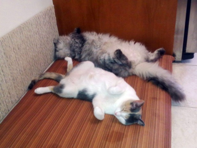 Котовторник 13.03.2018