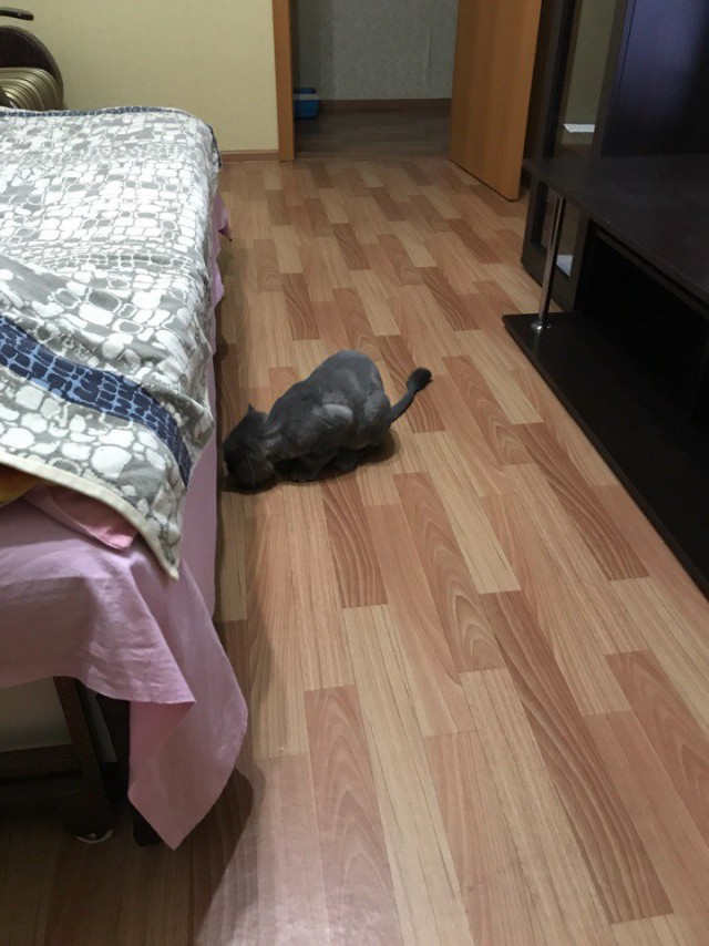 Котовторник 24.04.2018