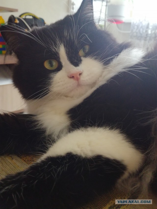 Котовторник же, уже!