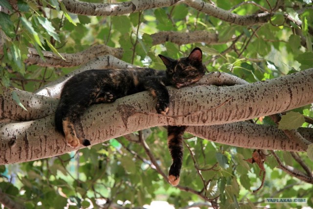 Котовторник (16.09.08)