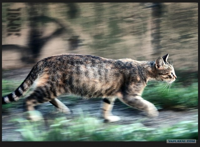 Котовторник: Кошки гаваны и другие!
