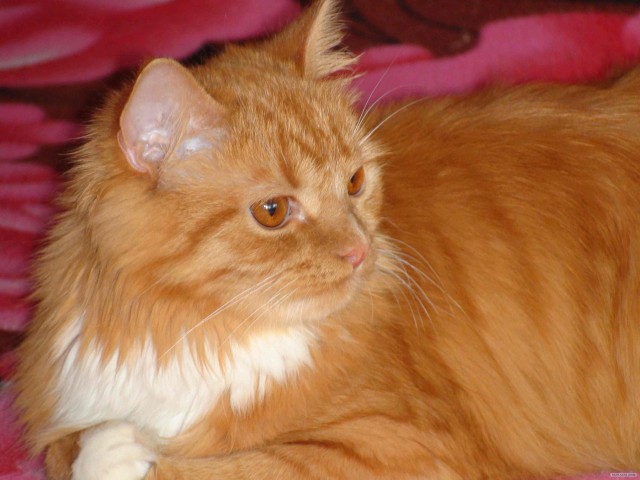 Начинаем котовторник!
