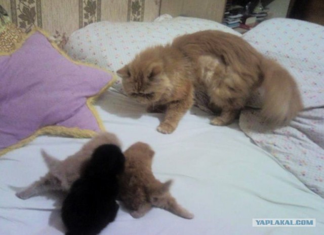 Котовторник объявляется открытым!