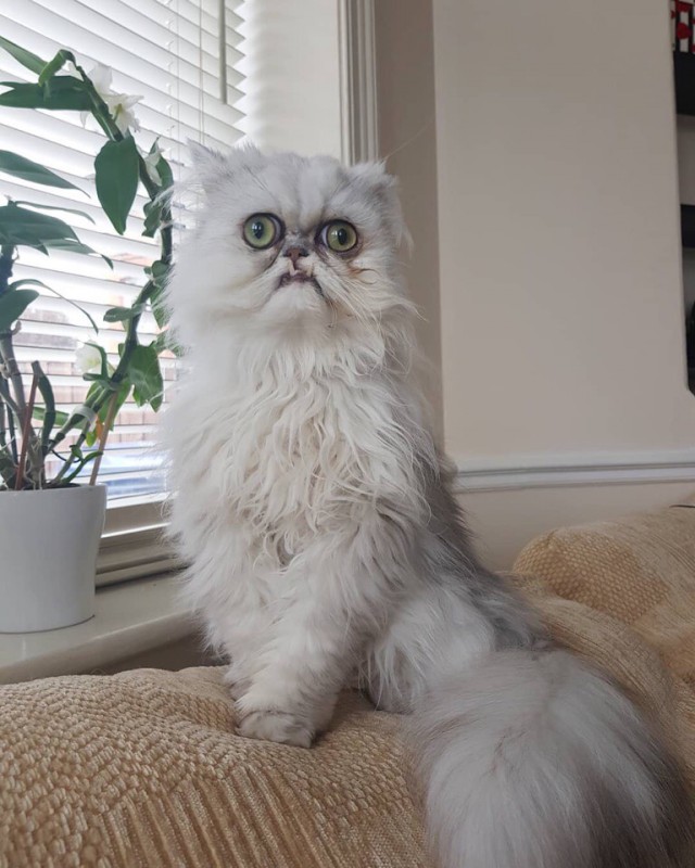Прикольных котов пост