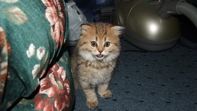 Котовторник!
