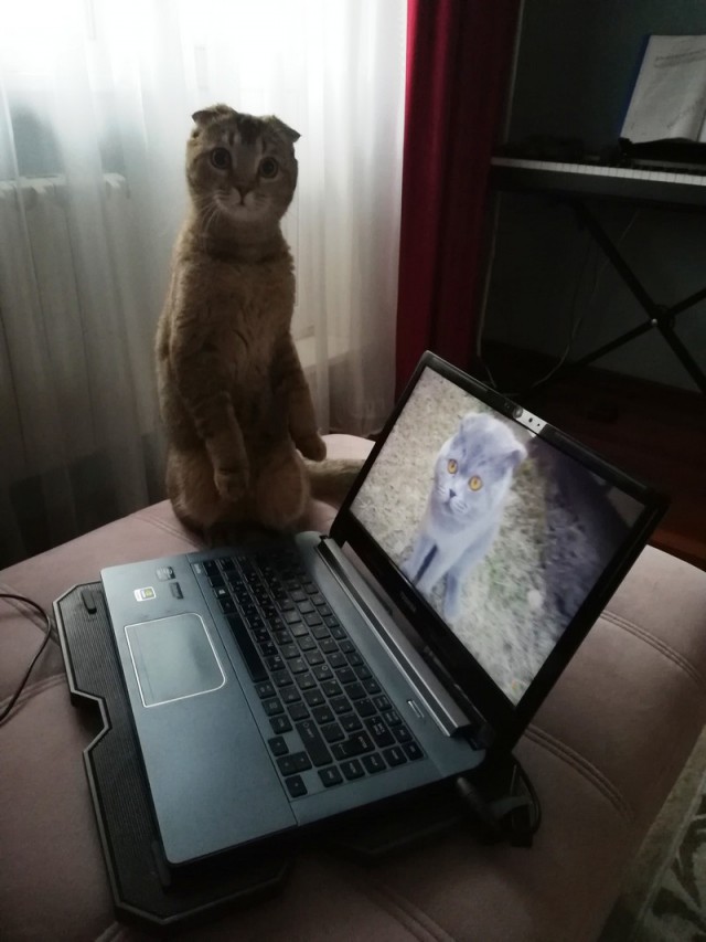 Прикольных котов пост