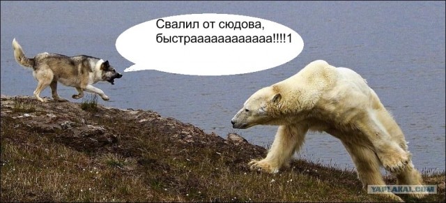 Сторожевые собаки Белого острова!