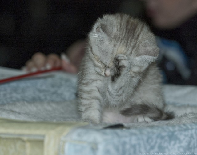 Международная выставка кошек 10-11 марта 2012 г.