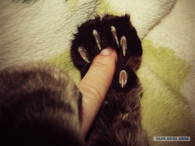 Котовторник  от 3.04.2012