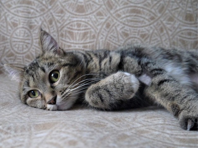 Прикольных котов пост