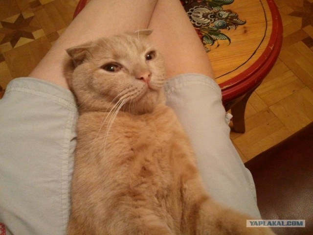 Котовторник 29.01.2013