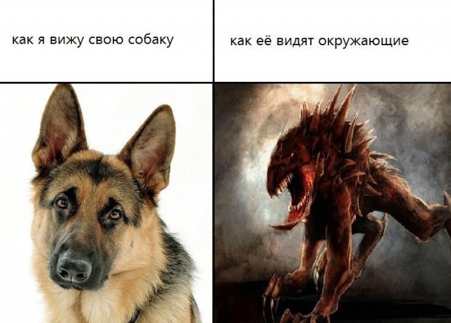 Собакам запретили появляться в общественных местах