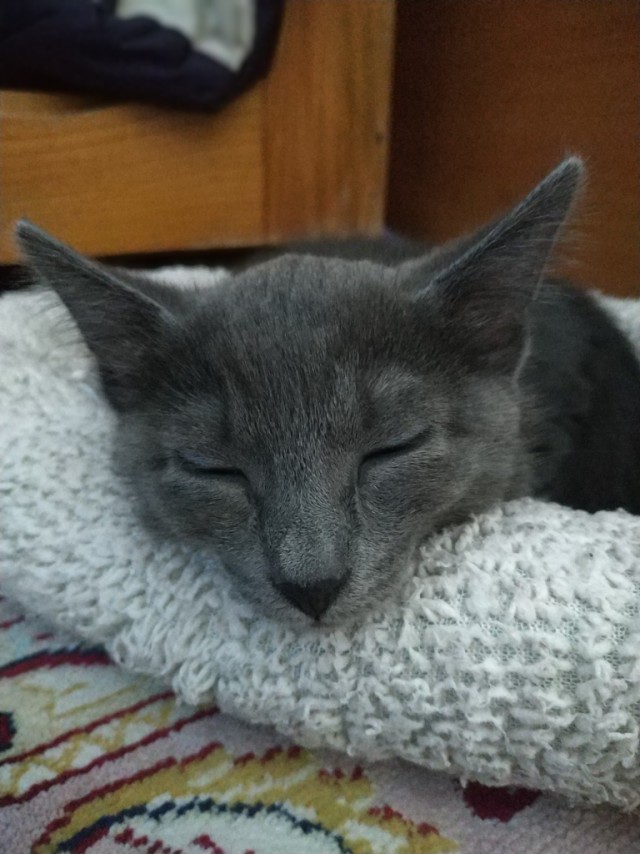 Котовторник однако