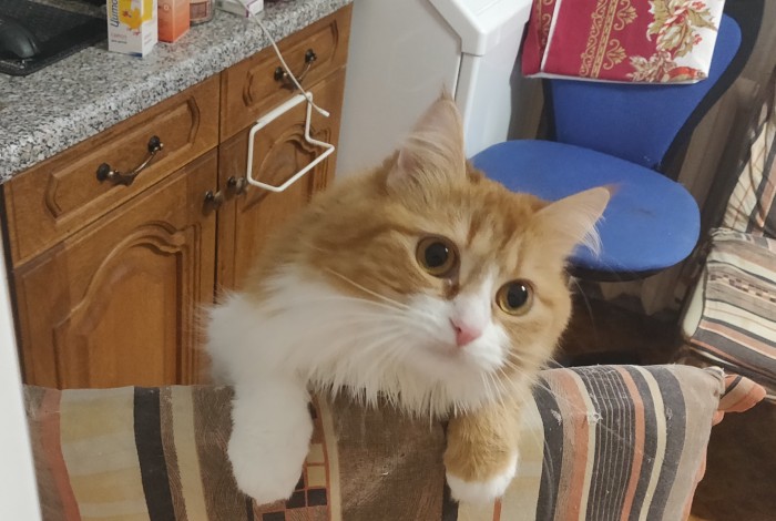 Начнем котоФторник?