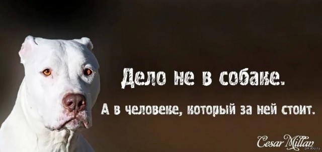 Семейная пара избила бабулю, которая выгуливала во дворе собак