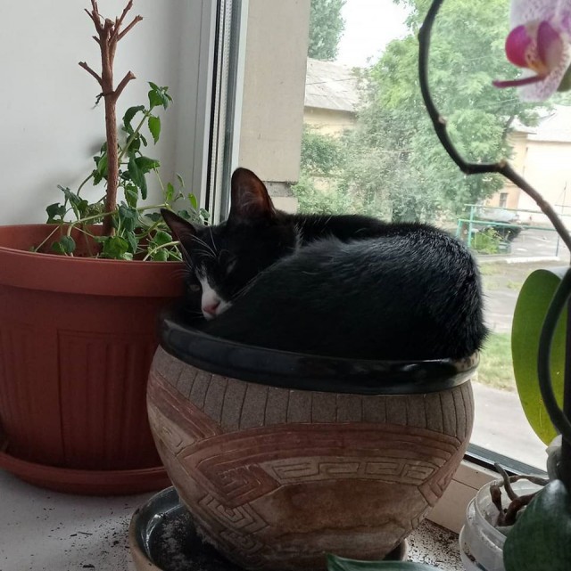 Котовторник