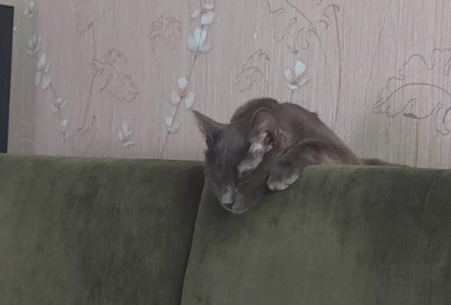 Не на всякого кота гравитация может воздейстовать! Им вообще плевать на законы физики
