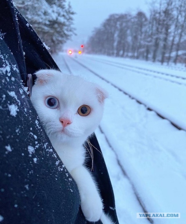 Котовторник. Добавляйте своих