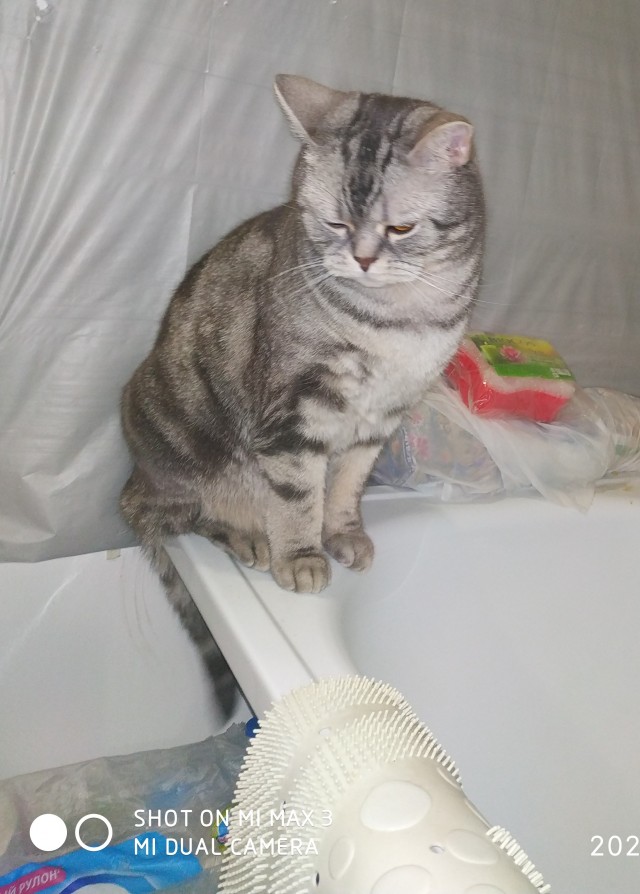 Кошки , кошечки, котяры 14.03.21
